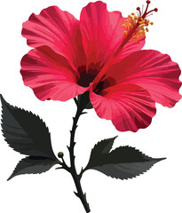 red hibiscus flower