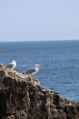 Two Seagulls on a Rocky Cliff by the Ocean