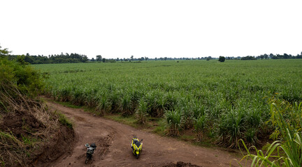 Sugarcane fields in Thailand on transparent background with clipping path, suitable for print and web pages.