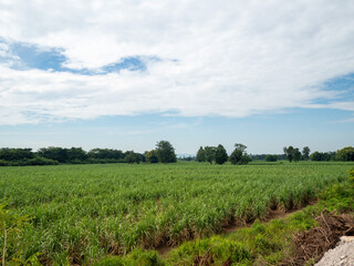 Sugarcane fields, blue sky and clear sky days in Thailand.