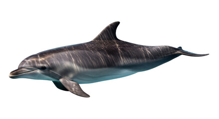Fototapeta premium Isolated Bottlenose dolphin swimming side-on, aquatic animal underwater with streamlined form