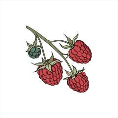 Illustration of ripe red raspberries and an unripe green raspberry on a branch