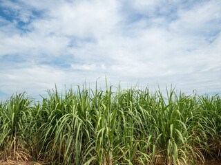 Sugarcane fields, blue sky and clear sky days in Thailand.
