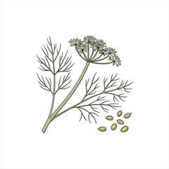 Illustration of a dill plant with flowers and seeds on a white background