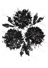 An artistic composition of three large black flowers with wide petals, reminiscent of asters or dahlias. The leaves are dark green and arranged around the inflorescences.