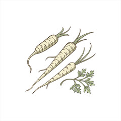 Three parsnips with green leaves on a white background illustration