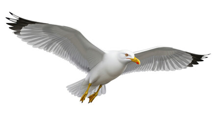 Isolated gull with outspread wings, soaring with a strong posture and a majestic appearance © Isolde