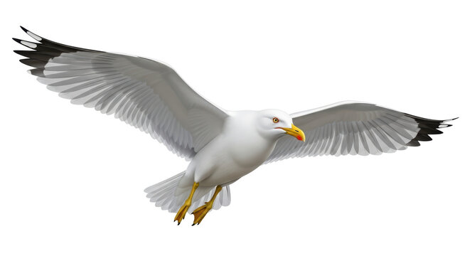 Isolated gull with outspread wings, soaring with a strong posture and a majestic appearance