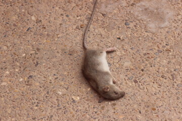 Obraz premium Dead rat on the floor