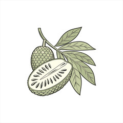 Illustration of a whole and halved soursop fruit with leaves on a branch