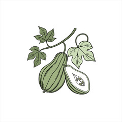 Green chayote squash with leaves and vine illustration