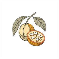 Hand drawn illustration of kumquats on a branch with leaves