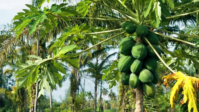 Fruitful papaya tree, revealing a heavy bunch of unripe green papayas ready for harvest on a sunny tropical farm with palm trees in the background - smooth parallax shot