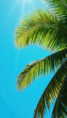 Sun-drenched palm fronds reach for vibrant blue sky, nature, leaves, travel
