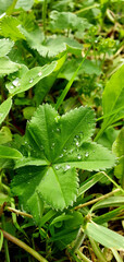 Close-up of fresh green Alchemilla leaf with water droplets, symbolizing natural purity, freshness and hydration, perfect for botanical, wellness, eco and seasonal nature-related projects.