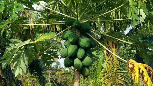 Close-up shot of a healthy papaya tree laden with a large bunch of unripe green fruit growing in a tropical orchard or farm, surrounded by lush green foliage under bright natural sunlight