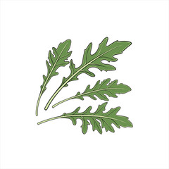 Illustration of fresh green arugula leaves on a white background