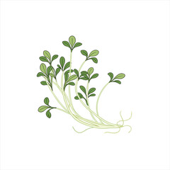 Illustration of fresh green cress sprouts with roots on a white background