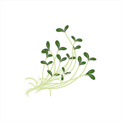 Green sprouts of young plants with delicate leaves on a white background