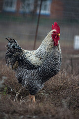 Portrait photo of a rooster with a bright red comb.