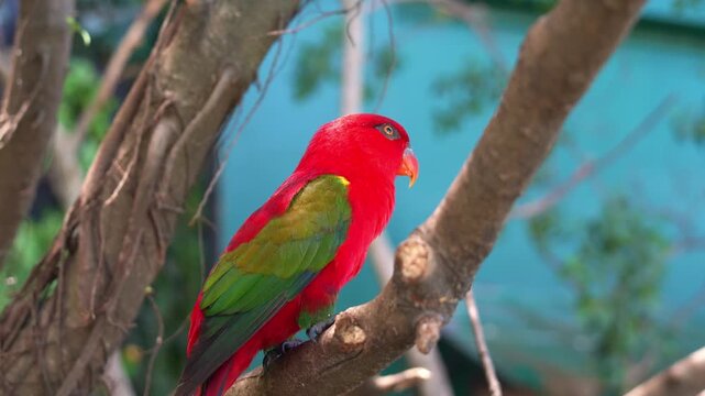 A vibrant red Chattering Lory (lorius garrulus) perched on tree branch and staring afar, close up shot.