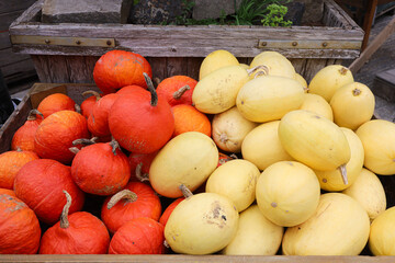 Ripe colorful pumpkin