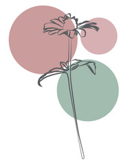 Botanical outline art combined with pastel round shapes, trendy minimalist illustration