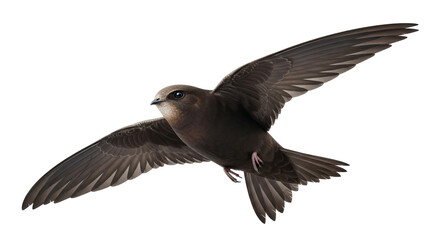 Obraz premium Isolated Brown Swift in Flight with Wings Spread Wide Showing Detailed Feathers and Body