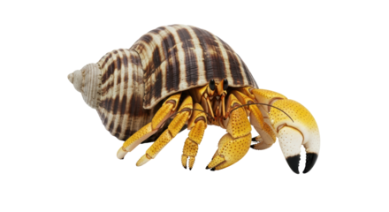 Isolated Hermit Crab with Shell crawls forward on its legs, crustacean, wild animal