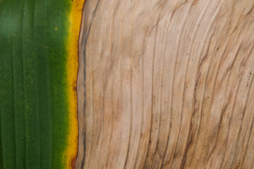 Abstract pattern and texture background of dry banana leaves in brown, yellow and green. For graphic design, 3D rendering and banners