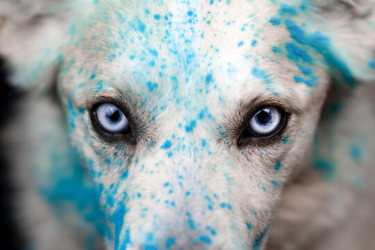 Husky mit blauem Holipulver