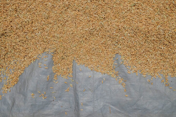 Drying rice with a tarpaulin. For graphic design, 3D rendering and banners