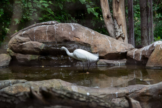 The great egret, or great white heron (Ardea alba) is a large waterfowl of the heron family. - Powered by Adobe
