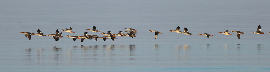 flock of seabirds flying over water