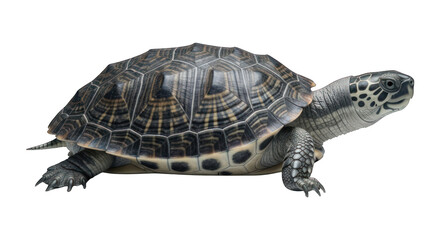 Obraz premium Detailed side-view of a turtle with patterned shell