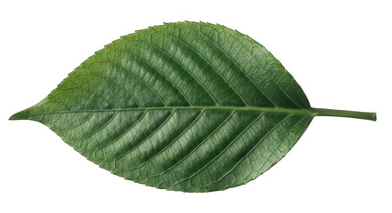 Green leaf with prominent veins isolated on black background
