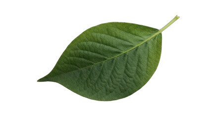 Obraz premium Green leaf, detailed veins, pointed tip, isolated on black