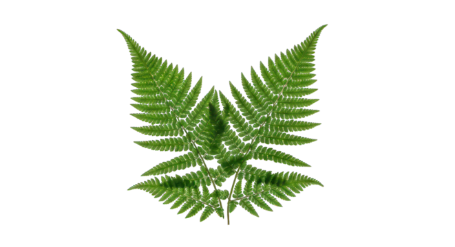 Symmetrical fern fronds, vibrant green on black background