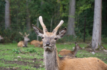 Rotwild in einem Wildpark Eifel