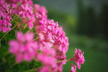 Obraz premium Closeup of vibrant pink geranium flowers blooming in a garden, soft blurred green background, floral macro with delicate petals, natural beauty and decorative botanical concept