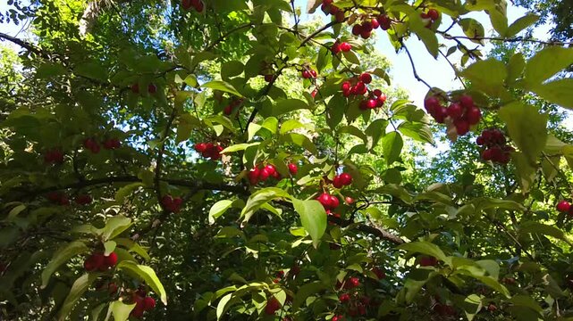 In Turkey, dogwood ripens in the fall and the berry harvest begins.