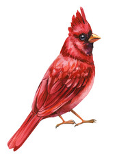 Red northern cardinal watercolor bird with pointed crest and detailed feathers perched isolated background wildlife illustration