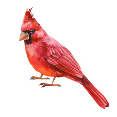 Red cardinal birds watercolor illustration isolated on white background woodland songbirds wildlife art for design