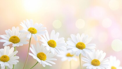 Obraz premium Closeup of White Daisies with Pastel Background