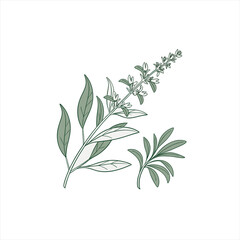Stylized illustration of a sage plant with leaves and flowers