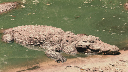 predator crocodile sleeping near land in a greenish water
