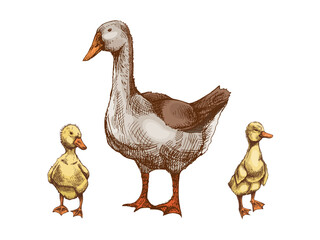 Hand drawn vintage farm sketch of goose with two gosling  baby birds in rustic countryside retro style vector illustration