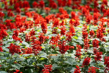 A shot of a field of vibrant red Salvia splendens, also known as Scarlet Sage, in full bloom at the end of summer.