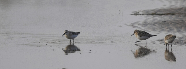 bird in shallow water