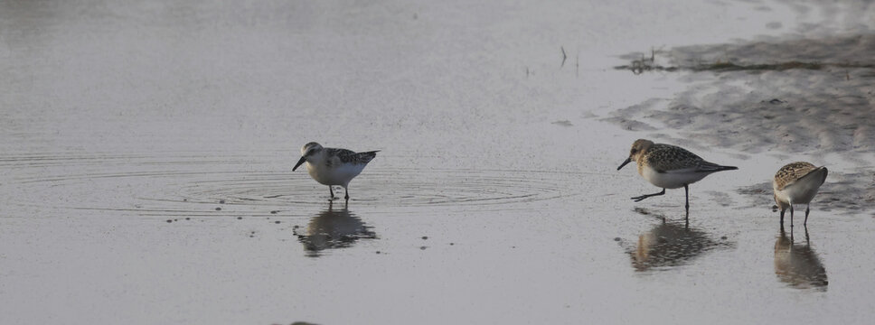 bird in shallow water
